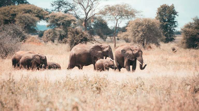 Tarangire National Park Day Trip Safari trip - alternative tour available