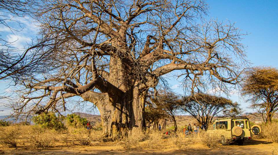 Tarangire National Park Day Trip Safari - Bush 2 City Adventure - Tanzania - Image 11