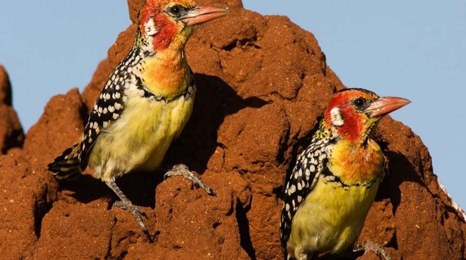 Tarangire, Ngorongoro Crater & Lake Manyara | 3 Day - Expect In Africa Safari - Tanzania - Image 6