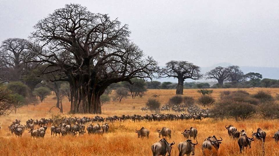 Tarangire, Ngorongoro Crater & Lake Manyara | 3 Day - Expect In Africa Safari - Tanzania - Image 7