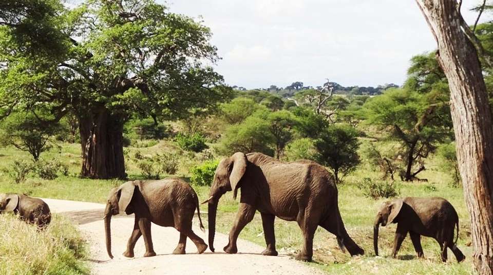 Tarangire, Ngorongoro Crater & Lake Manyara | 3 Day - Expect In Africa Safari - Tanzania - Image 8