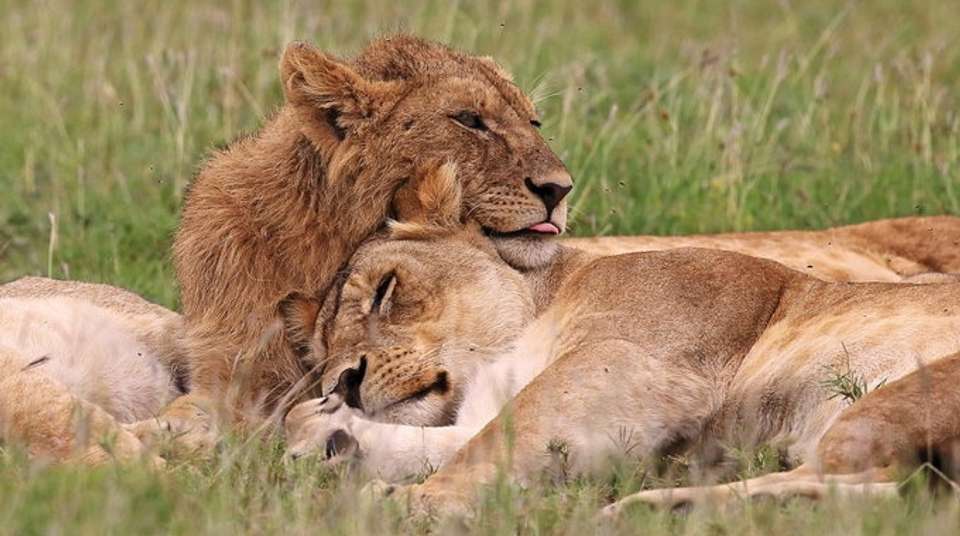 Tarangire, Ngorongoro Crater & Lake Manyara | 3 Day - Expect In Africa Safari - Tanzania - Image 10