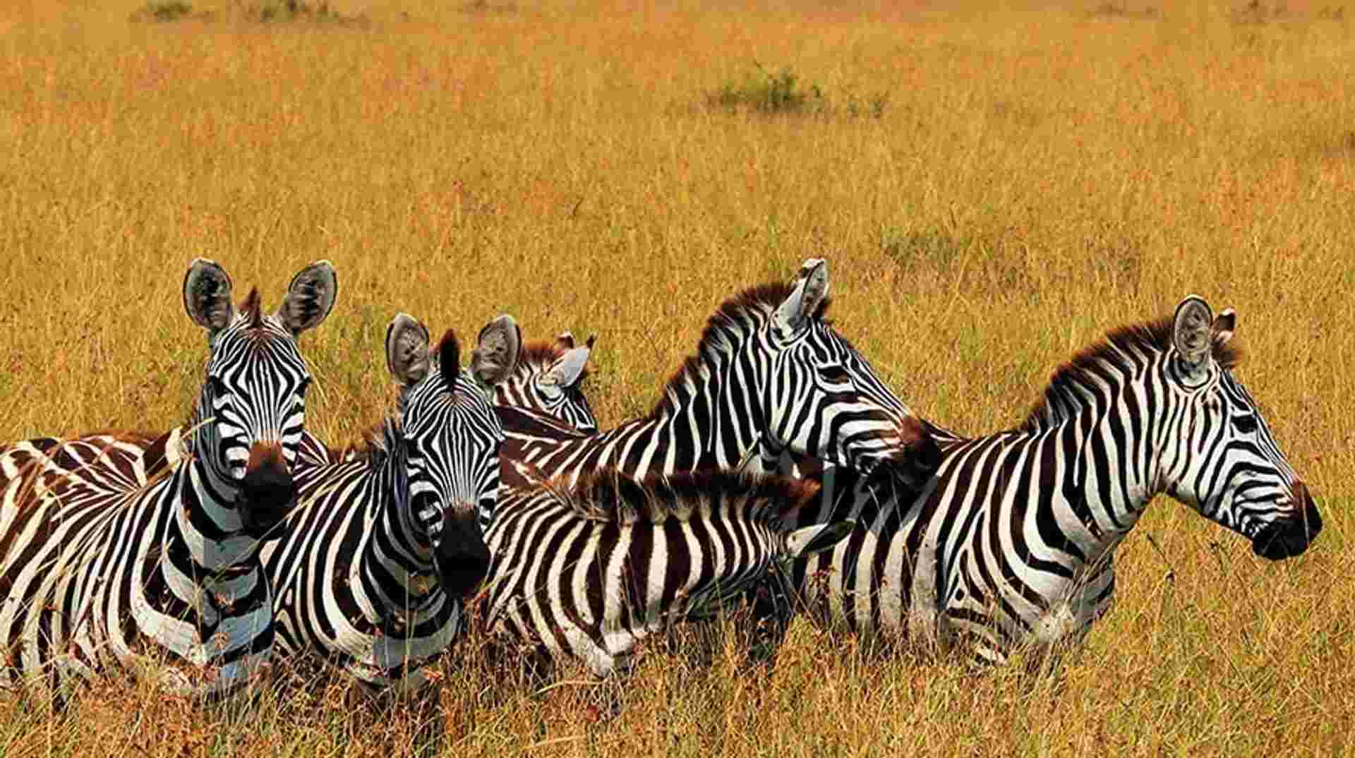 Tarangire, Ngorongoro Crater & Lake Manyara | 3 Day