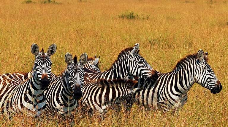 Tarangire, Ngorongoro Crater & Lake Manyara | 3 Day - 3 days