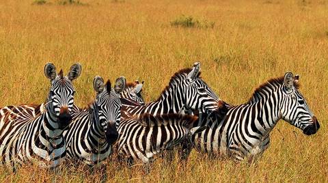 Tarangire, Ngorongoro Crater & Lake Manyara | 3 Day - April 2027