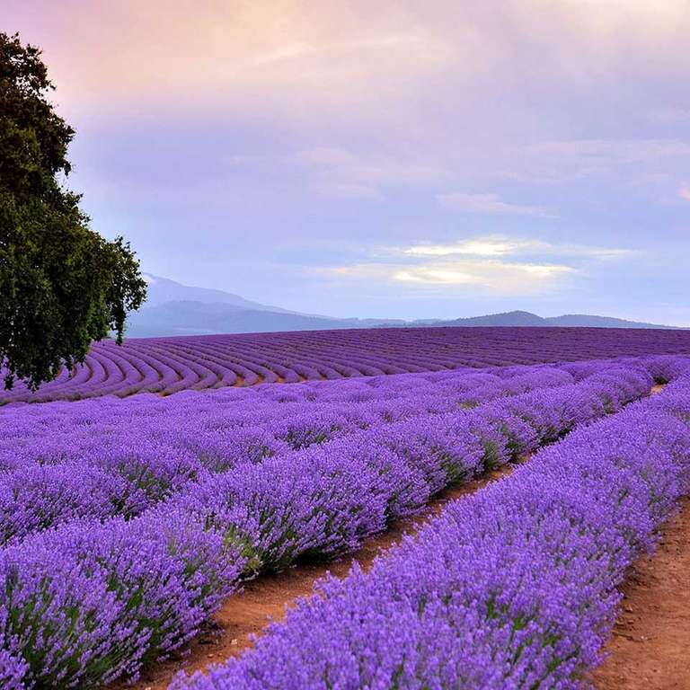 Australia Natural landmarks sightseeing Tour: Tassie Getaway
