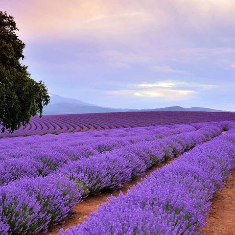 Australia Experienced Travelers Trips: Tassie Getaway