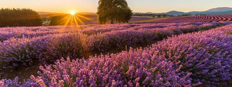 Tassie's East Coast Highlights trip - alternative tour available