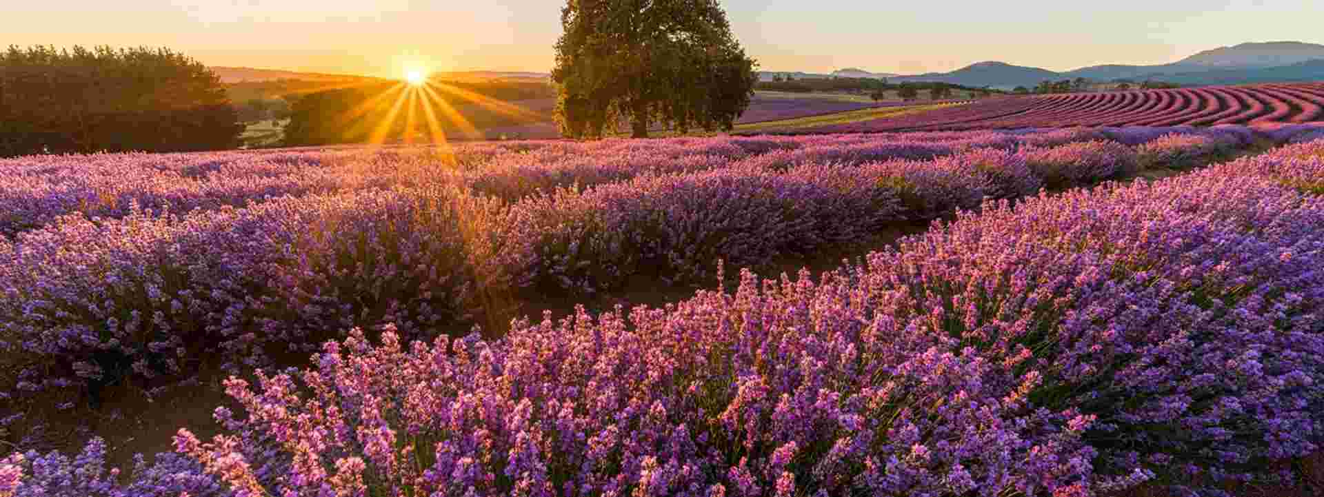 Tassie's East Coast Highlights
