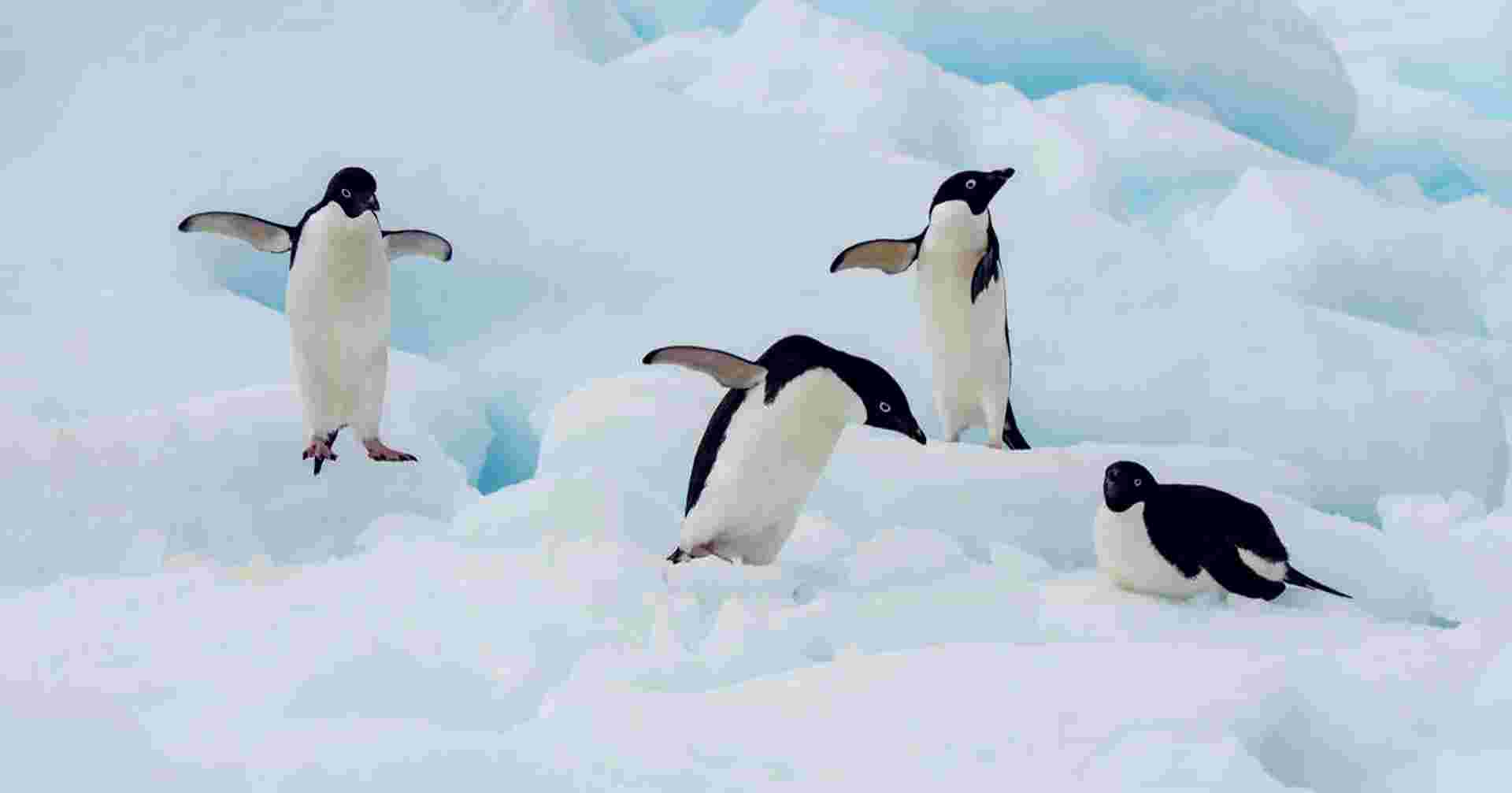 Taste of Antarctica - M/V Greg Mortimer