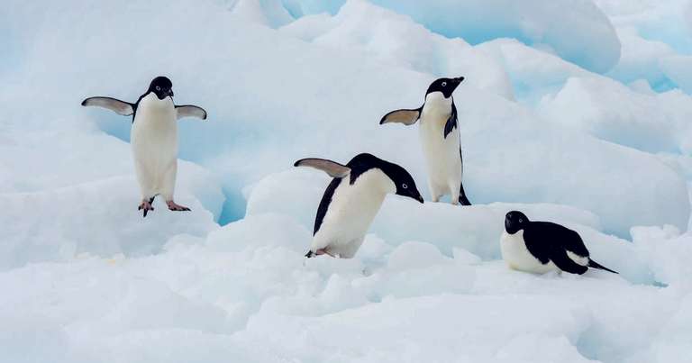 Taste of Antarctica - M/V Greg Mortimer trip - alternative tour available