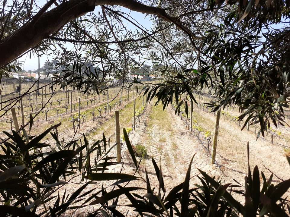 Taste of Sintra’s Wonders - Wine & Tapas Tasting Tour - Wonder Van - Portugal - Image 19