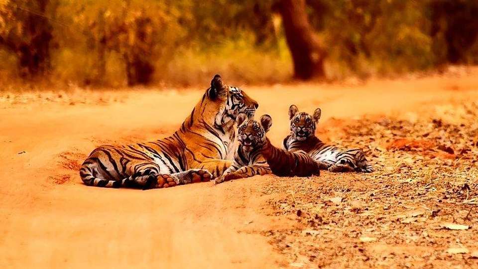 Temples & Tigers - Encounters Travel - India - Image 6