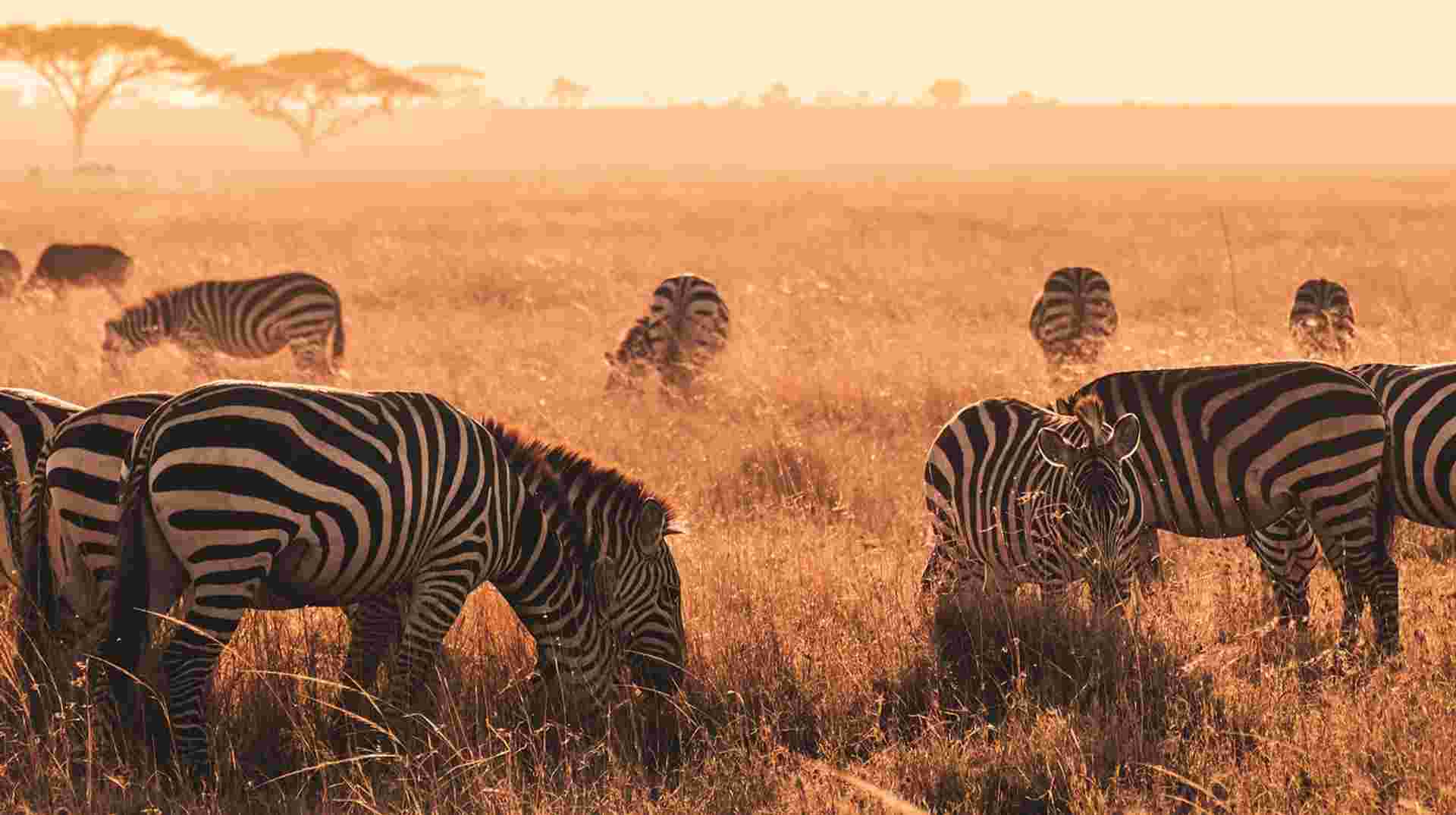Ten Days in Tanzania: Wildlife Safari & Zanzibar Holiday