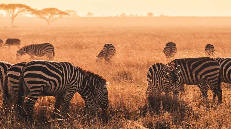 Ten Days in Tanzania: Wildlife Safari & Zanzibar Holiday - 10 days