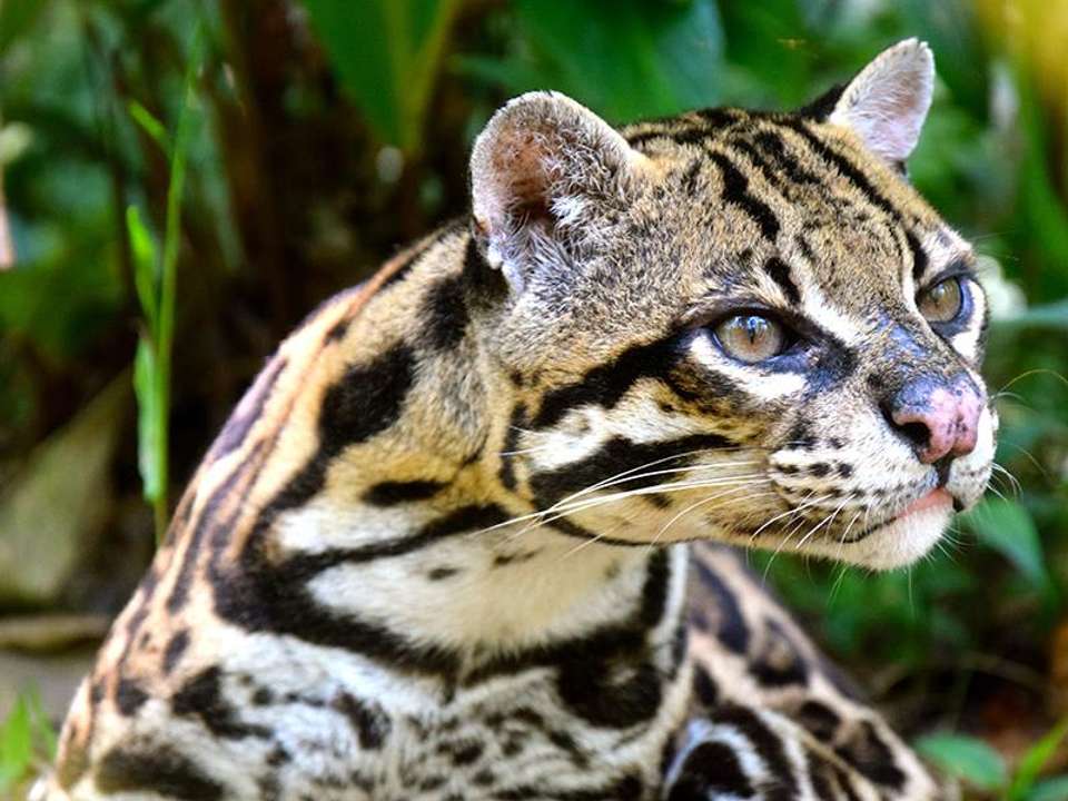 Tena Amazon Eco-Lodge Adventure 4D/3N - Bamba - Ecuador - Image 1
