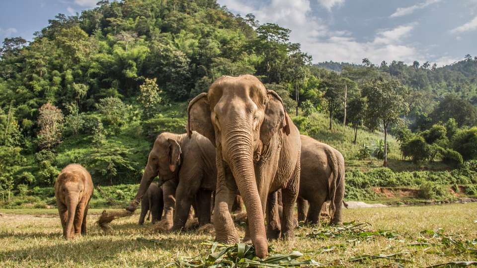 Thailand Family Adventure - Exodus Adventure Travels - Thailand - Image 15
