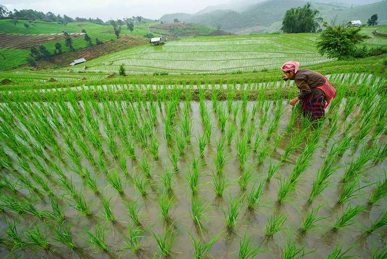 Thailand Independent Short Break: Chiang Mai & Hilltribe Trek - 5 days