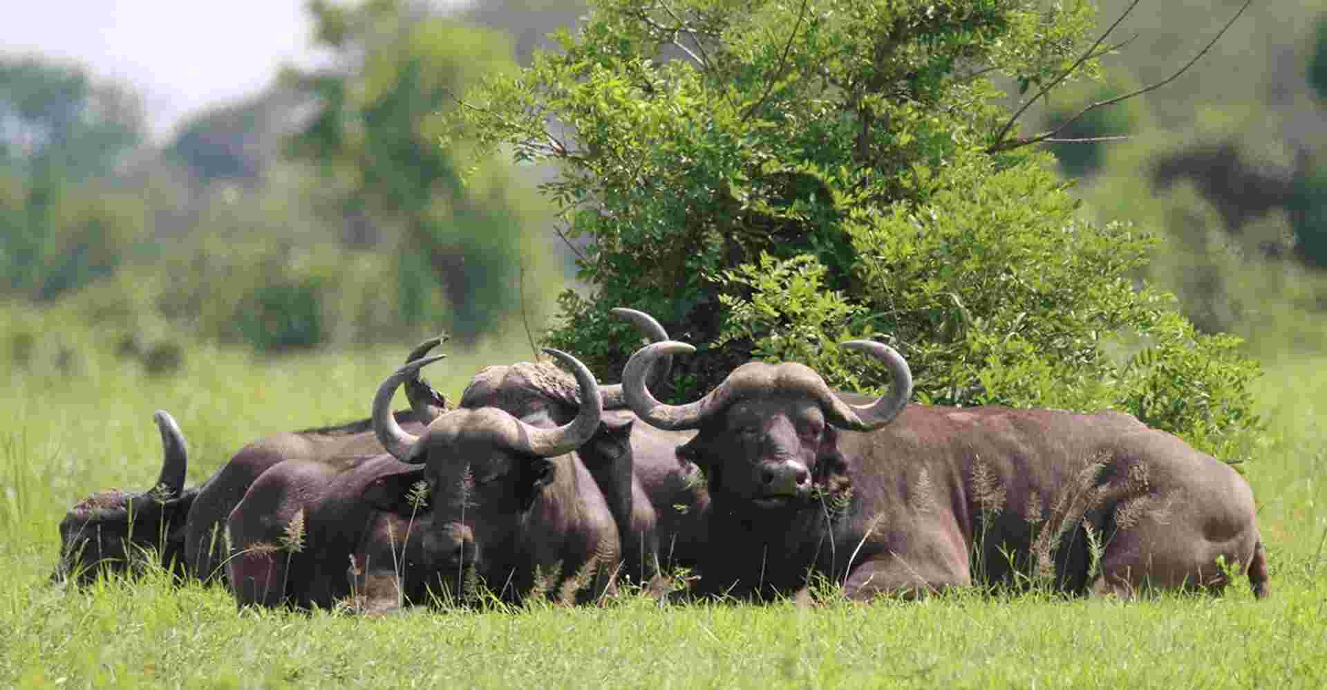 The Adventure in Ruaha National Park