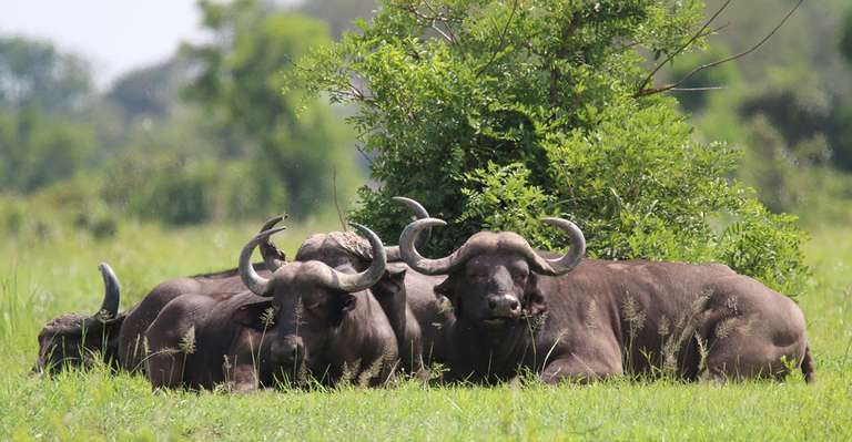 The Adventure in Ruaha National Park trip - alternative tour available