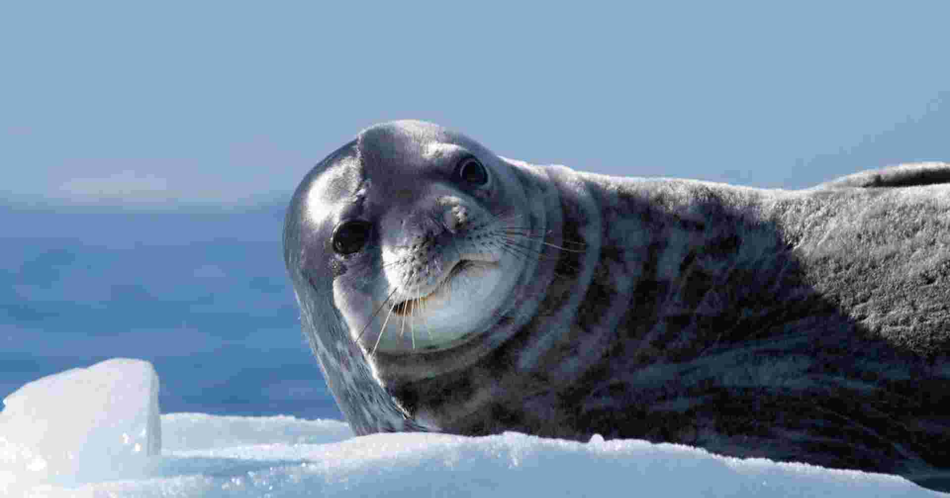 The Antarctic Peninsula and Weddell Sea - M/V Ushuaia