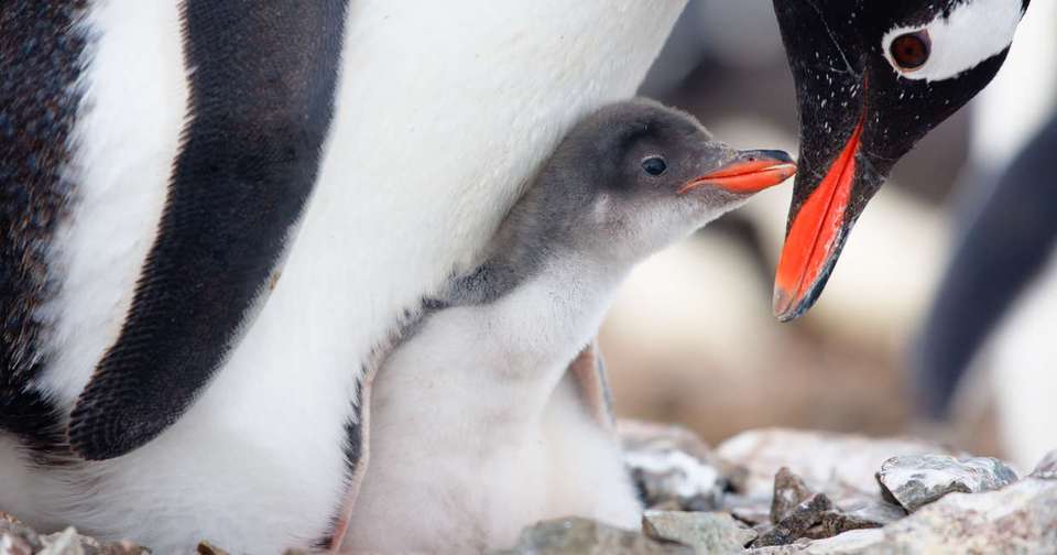 The Antarctic Peninsula and Weddell Sea - M/V Ushuaia - Explore - Argentina - Image 6