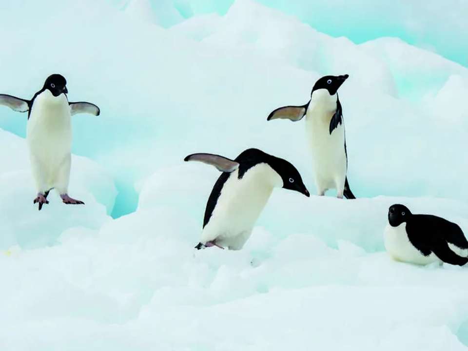The Antarctic Peninsula and Weddell Sea - M/V Ushuaia - undefined - Image 2