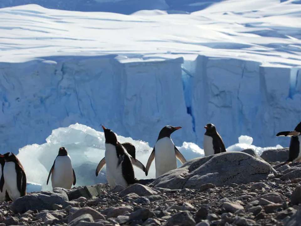 The Antarctic Peninsula and Weddell Sea - M/V Ushuaia - undefined - Image 3