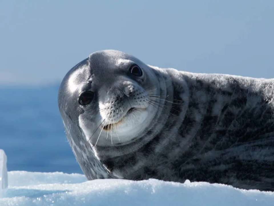 The Antarctic Peninsula and Weddell Sea - M/V Ushuaia - undefined - Image 6