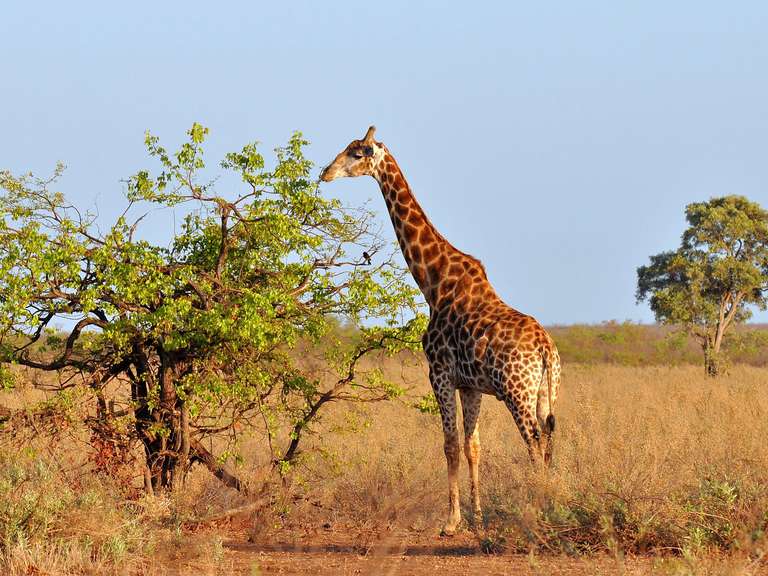 Kenya National parks Tour: The Best of East Africa - 12 days