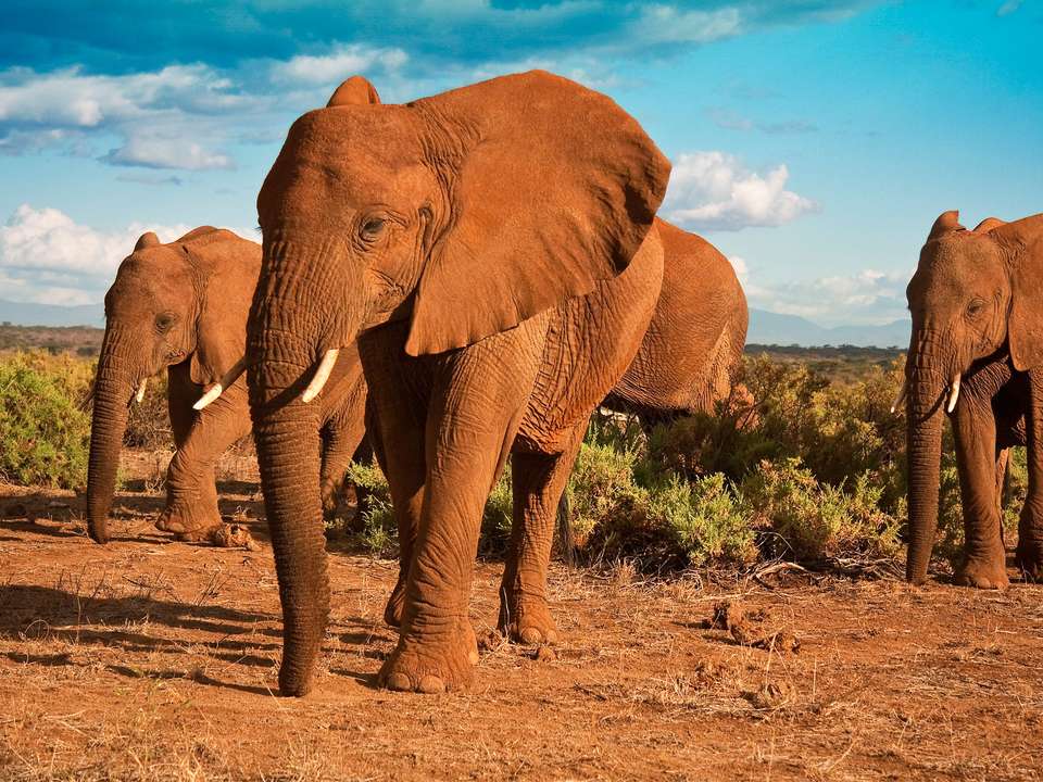 The Best of East Africa - 12 days - On The Go Tours - Kenya - Image 2