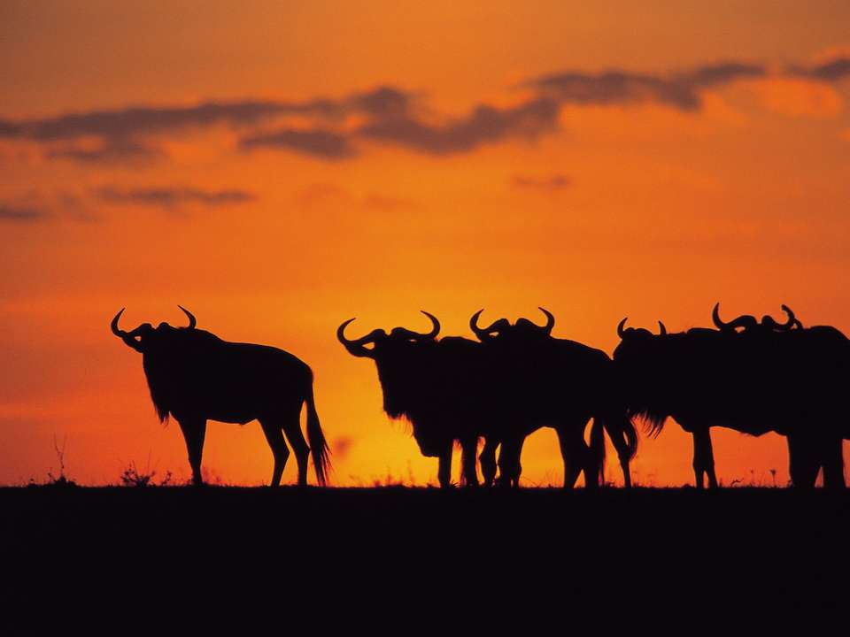 The Best of East Africa - 12 days - On The Go Tours - Kenya - Image 3