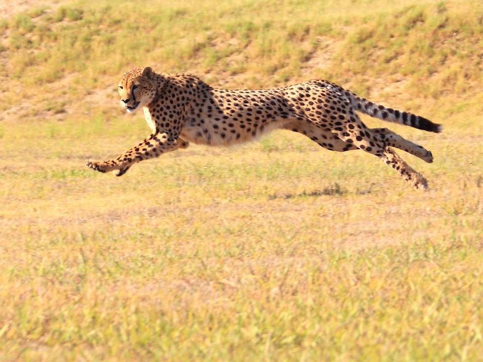 The Best of East Africa - 12 days - On The Go Tours - Kenya - Image 5