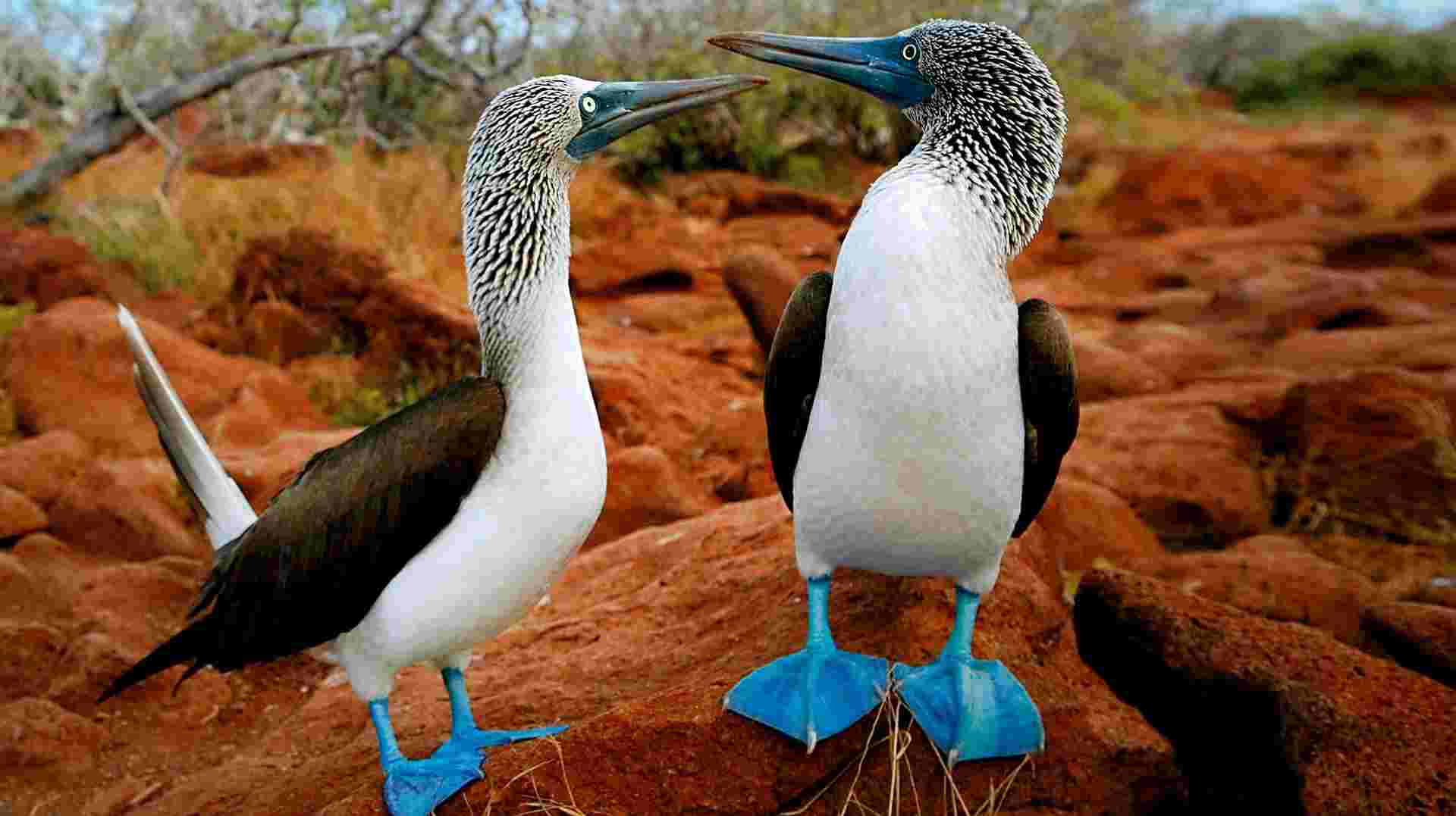 The Best of Galapagos