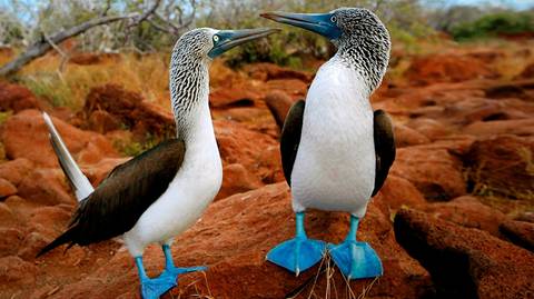Kayaking And Canoeing Tour: The Best Of Galapagos
