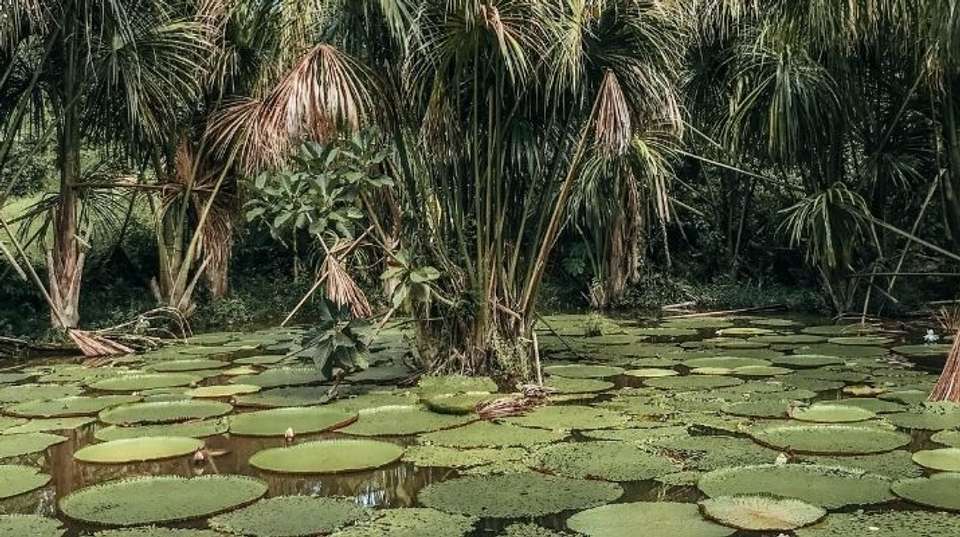 The Best of Machu Picchu, Cusco and Amazon in Seven Days - Exploor Peru - Peru - Image 2