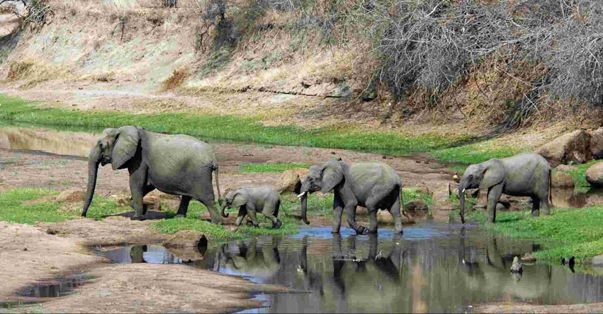 The Best of Tanzania Southern Circuit Safari