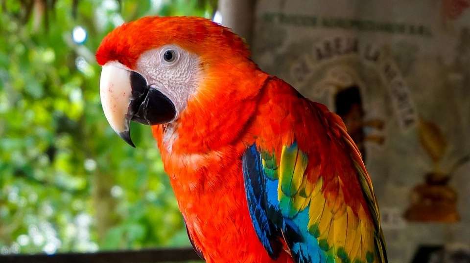 The Essence of Costa Rica: Pure Nature - Destiny Travel Costa Rica - Costa Rica - Image 3
