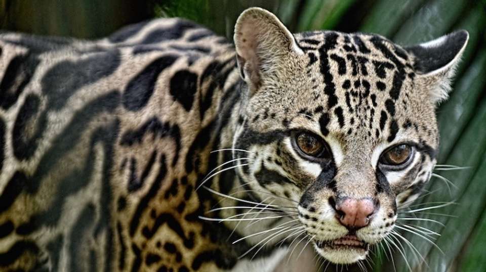 The Essence of Costa Rica: Pure Nature - Destiny Travel Costa Rica - Costa Rica - Image 4
