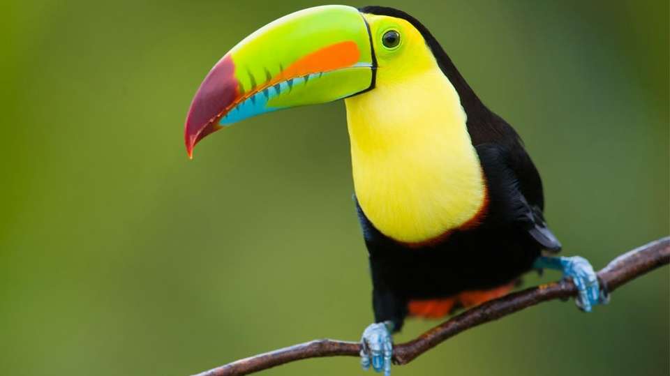 The Essence of Costa Rica: Pure Nature - Destiny Travel Costa Rica - Costa Rica - Image 5