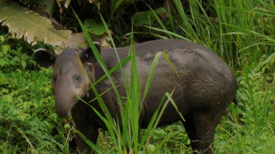 The Essence of Costa Rica: Pure Nature - Destiny Travel Costa Rica - Costa Rica - Image 6