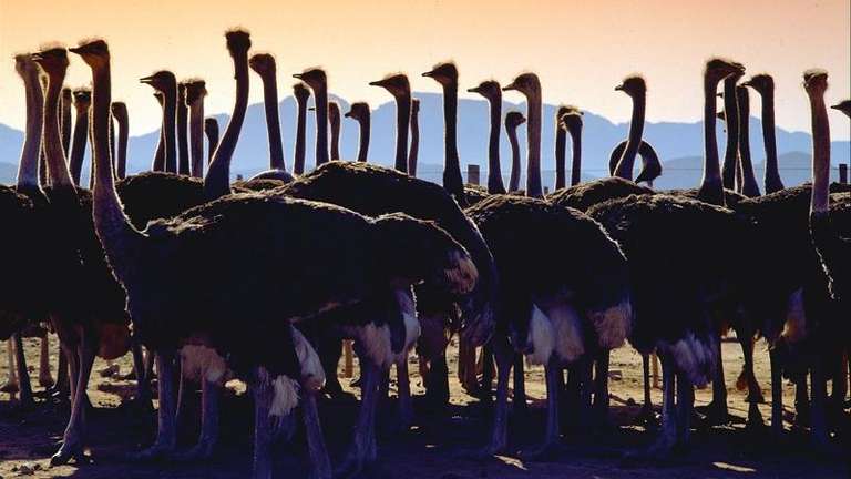 Cape Town Natural landmarks sightseeing Tour: The Garden Route - 8 days