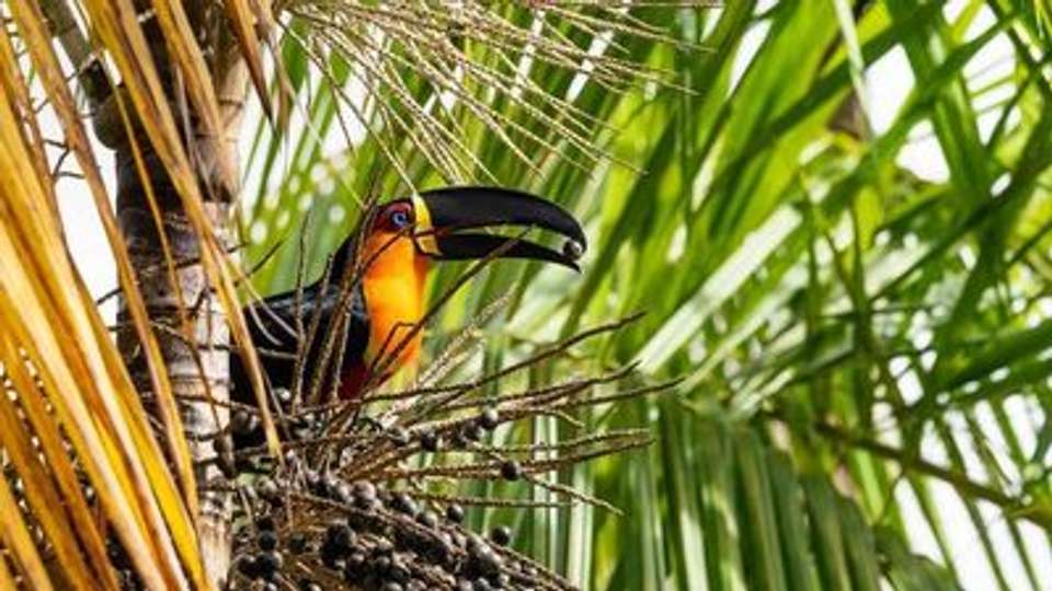 The Gentle Amazon and the Tapajós River - An enchanting and intimate cruise to the most beautiful beaches of the Amazon - And an exceptional stay at the Iguaçu Falls (port-to-port cruise) - Croisieurope - Brazil - Image 14