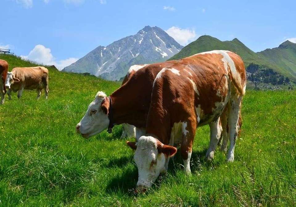 The Great Alpine Crossing By Rail - Indus Travels - Italy