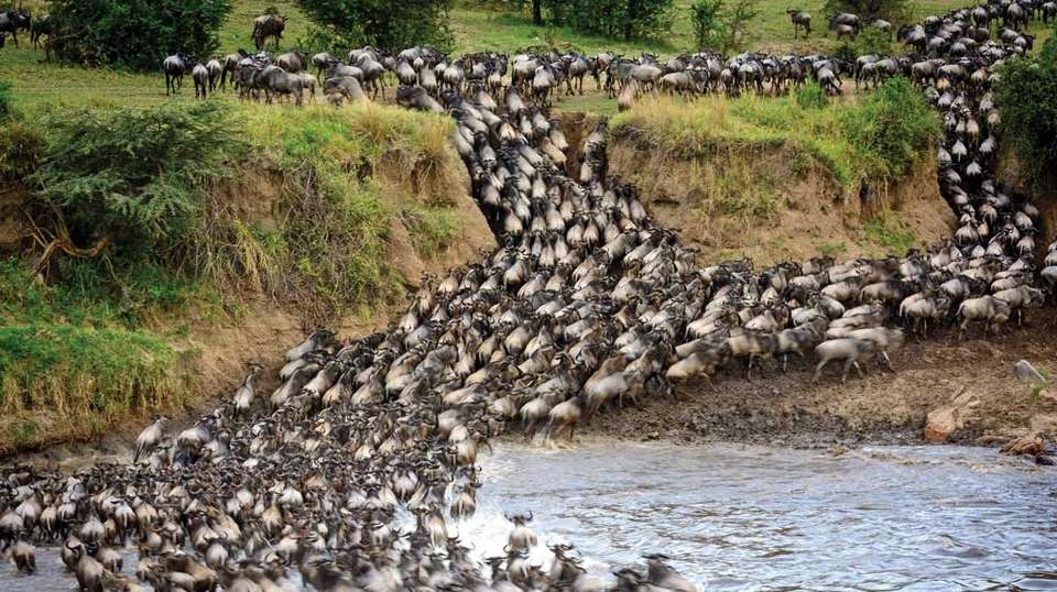 The Great Migration - 8 Days - Hope Adventures Safaris - Tanzania - Image 3