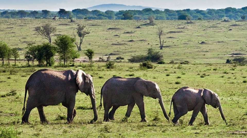 The Great Migration - 8 Days - Hope Adventures Safaris - Tanzania - Image 4