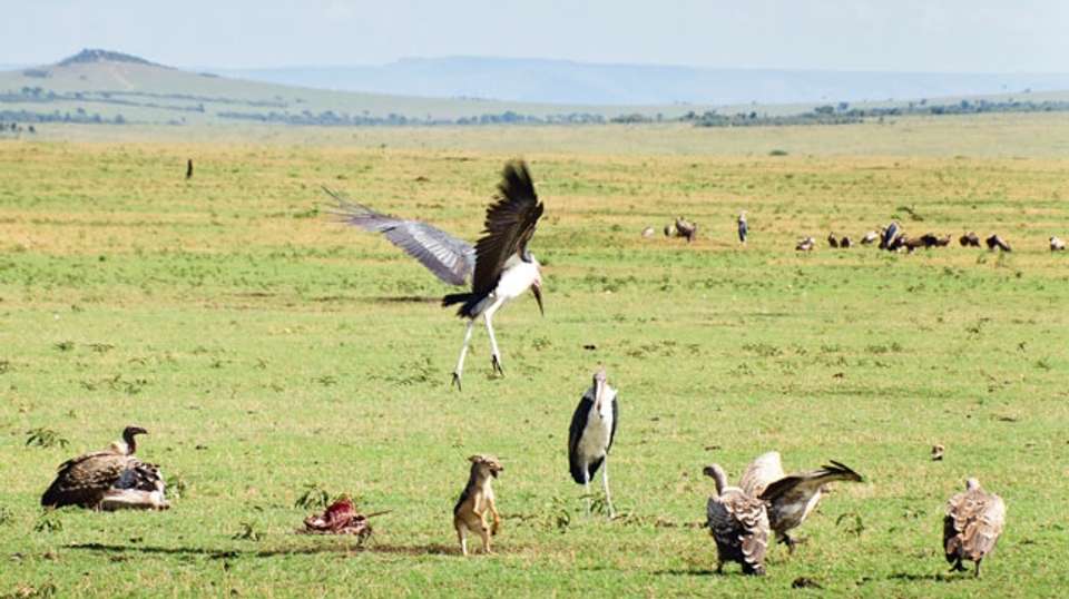 The Great Migration - 8 Days - Hope Adventures Safaris - Tanzania - Image 5