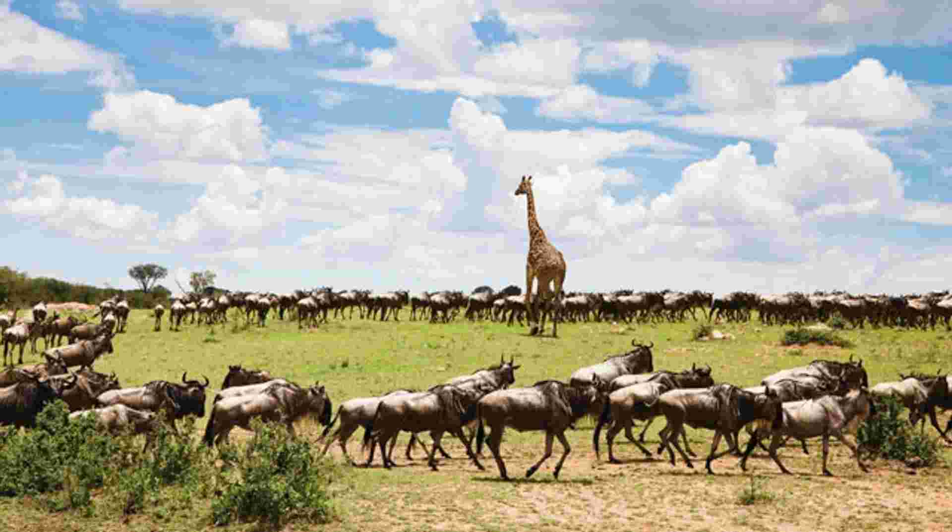 The Great Migration - 8 Days