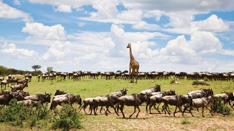 The Great Migration - 8 Days trip - alternative tour available