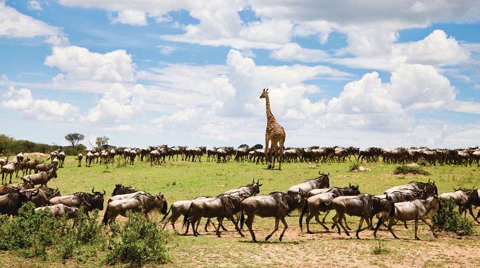 The Great Migration - 8 Days - Hope Adventures Safaris - Tanzania - Image 1